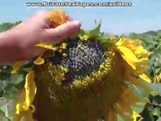 リアル 情熱 の 十代の カップル で ザ· フィールド の sunflowers